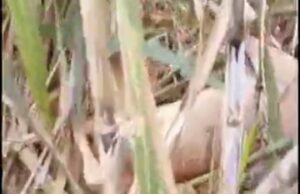 बिजनौर: राजकीय आईटीआई बिजनौर में कल होगा प्लेसमेंट ड्राइव