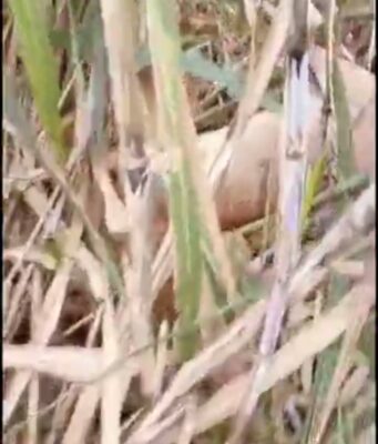 बिजनौर: राजकीय आईटीआई बिजनौर में कल होगा प्लेसमेंट ड्राइव